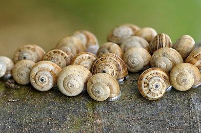 在《狂野西部时代》的一百万种生存之道