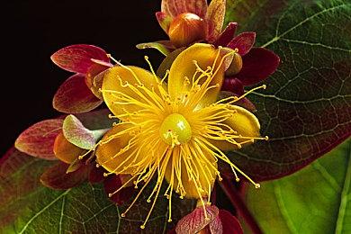 B社好自豪 ！《星空》游戏时长超过了《博德之门3》